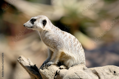 Meerkat