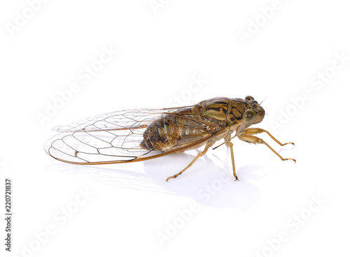 cicada insect isolated on white background © watkung