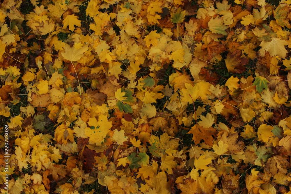 Autumn at Nottingham 10 Autumn at Nottingham 10