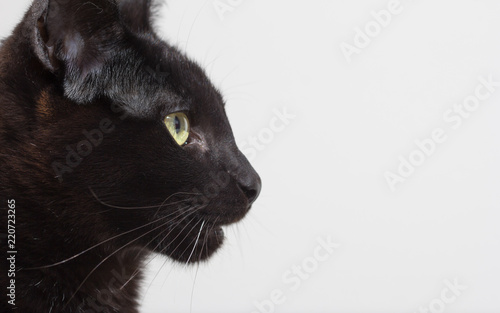 Halloween concept, Black cat. Profile portrait of Domestic pet looking to the side