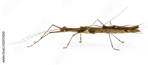 Image of a siam giant stick insect and stick insect baby on white background. Insect Animal. photo