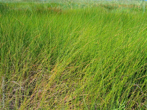 Delta del Ebro. Parque natural en Tarragona, Cataluña, España junto al mar mediterraneo