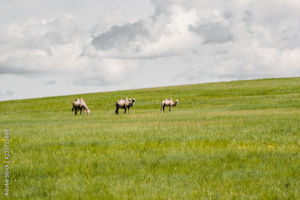 Camels on a field. Beginning of the Gobi desert