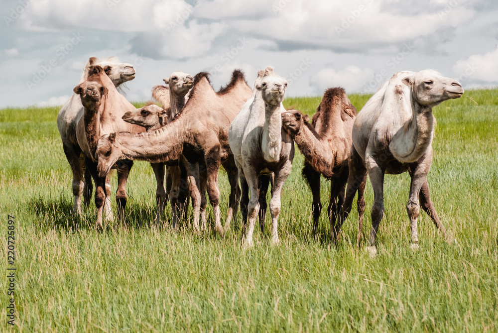 Obraz premium Camels on a field. Beginning of the Gobi desert