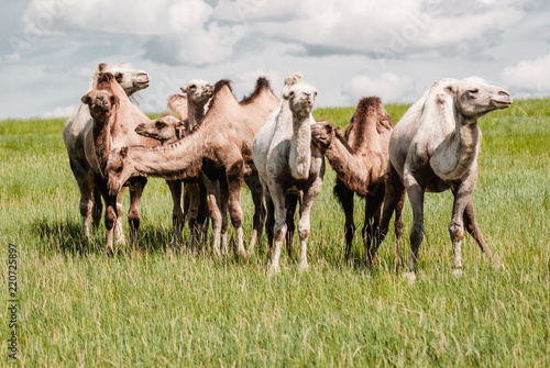 Fototapeta Naklejka Na Ścianę i Meble -  Camels on a field. Beginning of the Gobi desert