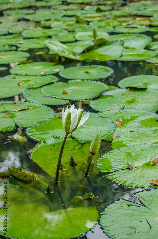Beautiful white water lily flower in the pond. Beautiful white water lily flower in the pond.