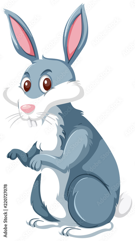 A rabbit on white background A rabbit on white background