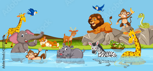 Fototapeta Naklejka Na Ścianę i Meble -  Wild animals living next to river