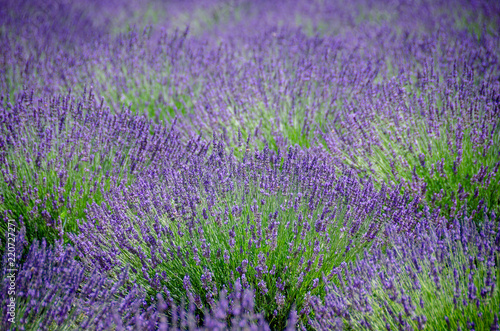 Dense field of lavender