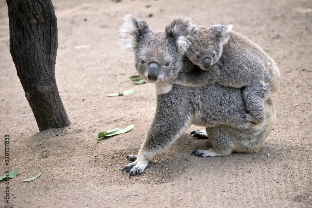 Fototapeta premium koala z joeyem na plecach