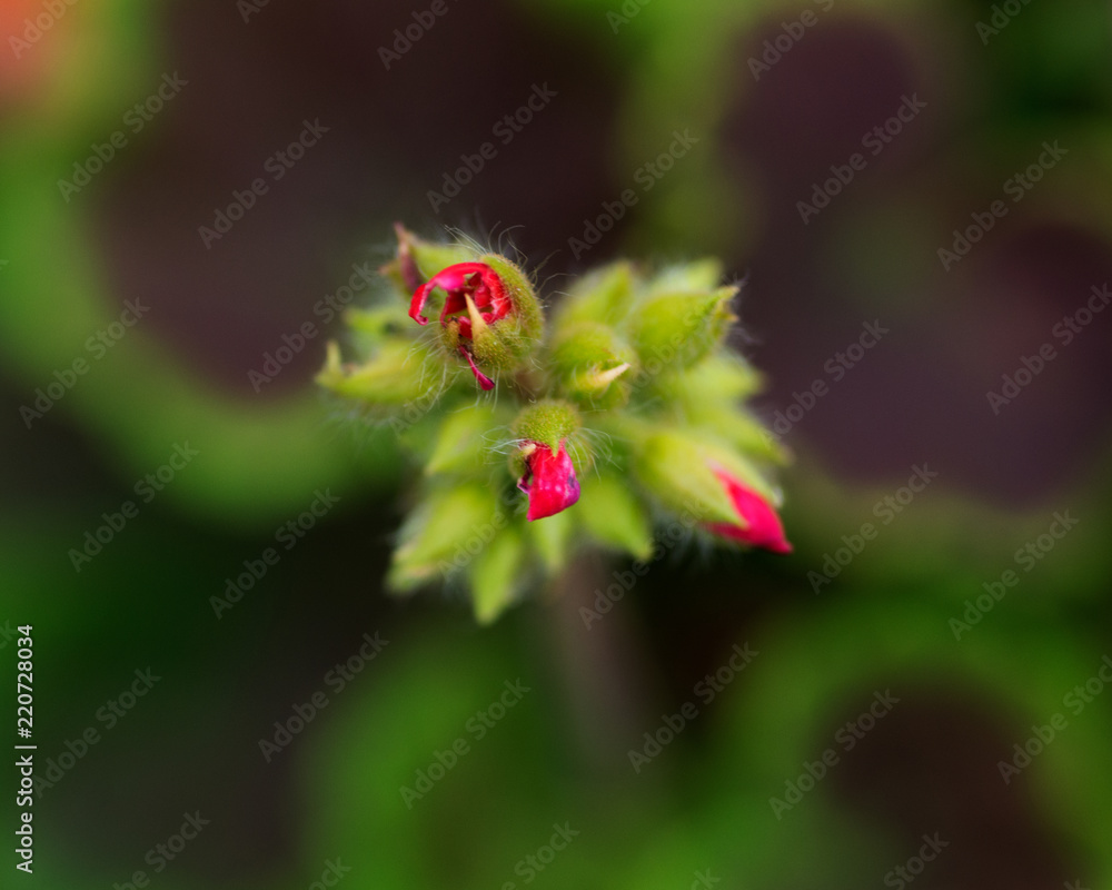 Macro shot of pelargonium bullseye red geranium, geraniaceae in botanic garden. Macro shot of pelargonium bullseye red geranium, geraniaceae in botanic garden.