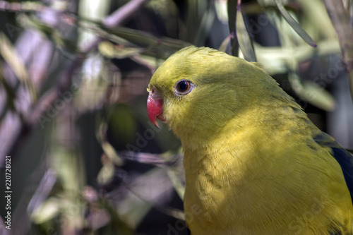 regent parrot