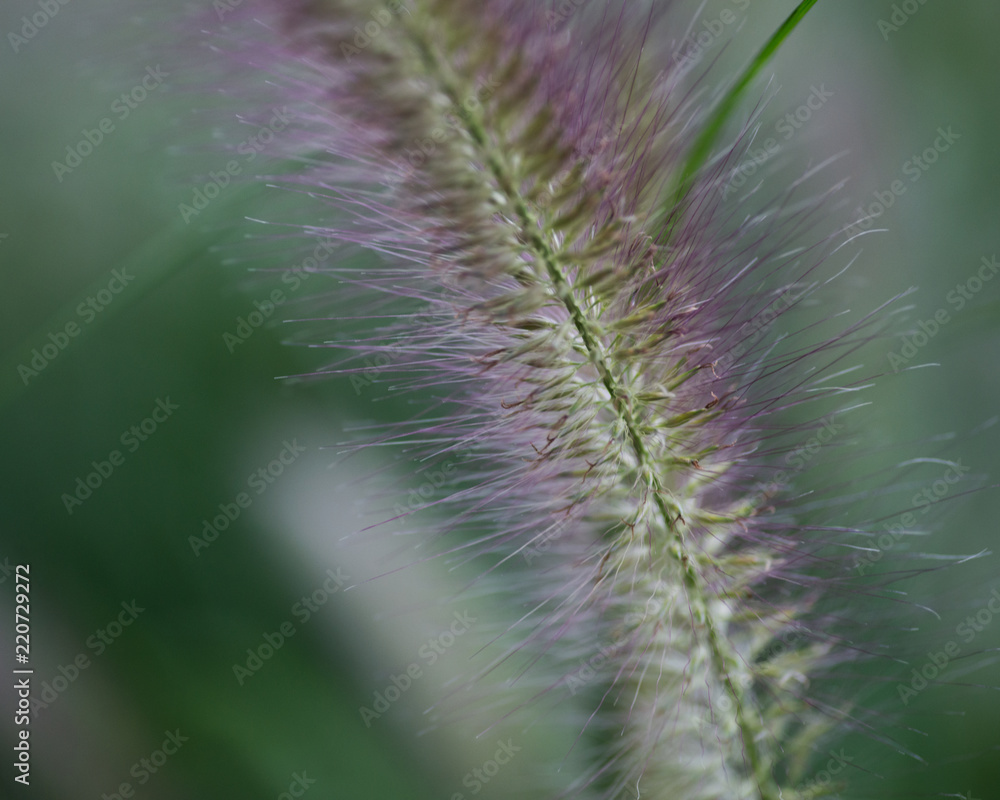 Low light macro shot of blooming grass in botanic garden. Low light macro shot of blooming grass in botanic garden.