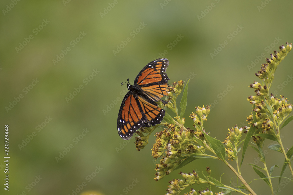 Battered Monarch Butterfly (Danaus plexippus) with damaged wings, resting on goldenrods following severe thunderstorms in Guthrie Center, Iowa. Battered Monarch Butterfly (Danaus plexippus) with damaged wings, resting on goldenrods following severe thunderstorms in Guthrie Center, Iowa.