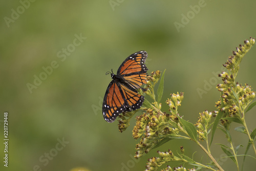 Battered Monarch Butterfly (Danaus plexippus) with damaged wings, resting on goldenrods following severe thunderstorms in Guthrie Center, Iowa.