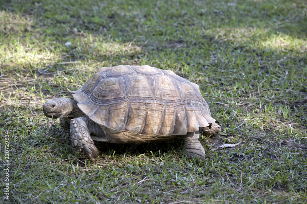 African spurred tortoise African spurred tortoise