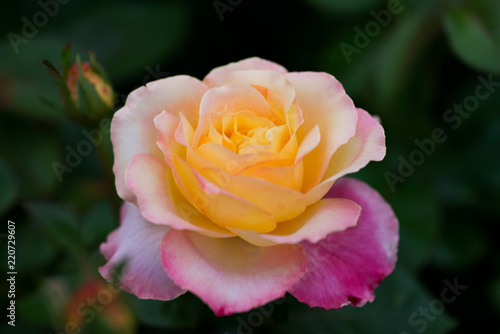 Macro shot of the Peace rose, formally Rosa 'Madame A. Meilland'. Bud of garden hybrid tea rose in botanic garden.