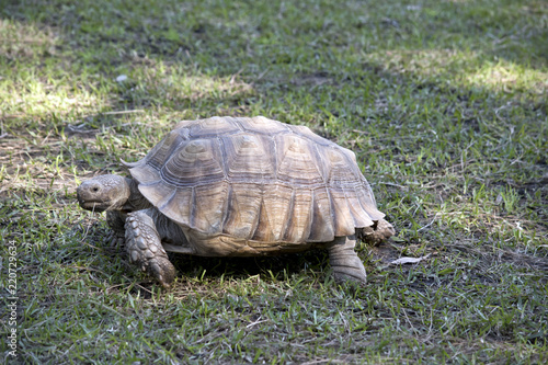 Fototapeta Naklejka Na Ścianę i Meble -  African spurred tortoise