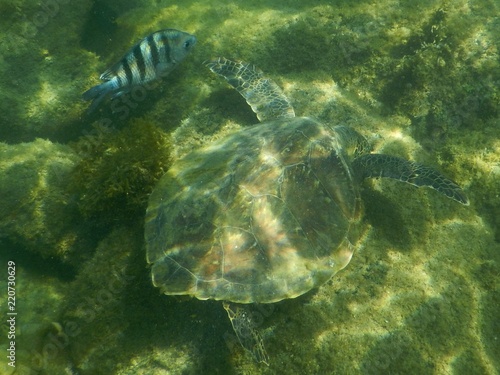 Turtle having a snack with fish friend