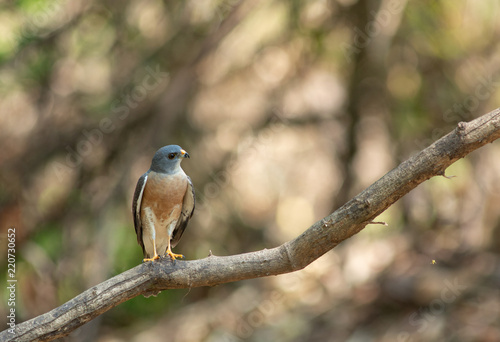 Chinese Sparrowhawk photo