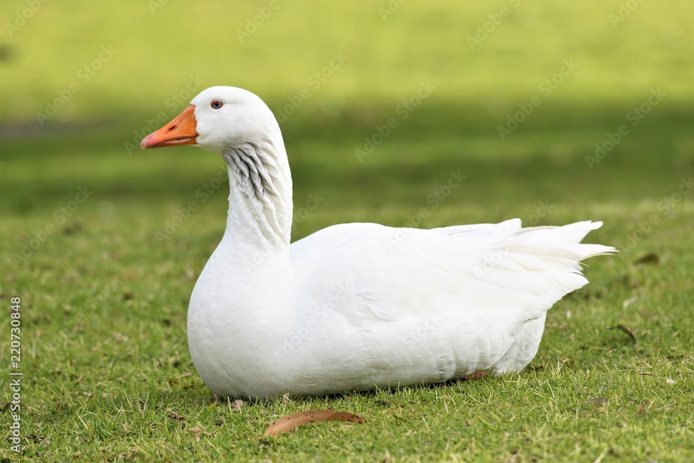 White Goose White Goose