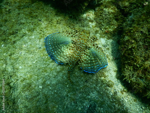 Flying fish showing its true colors  