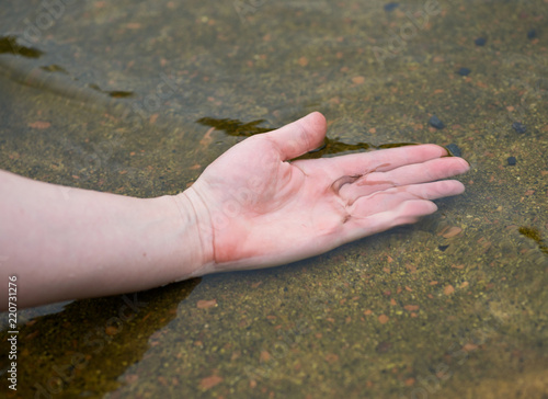 Close up of female hand touching water surface in botanic garden pond. © bjphotographs