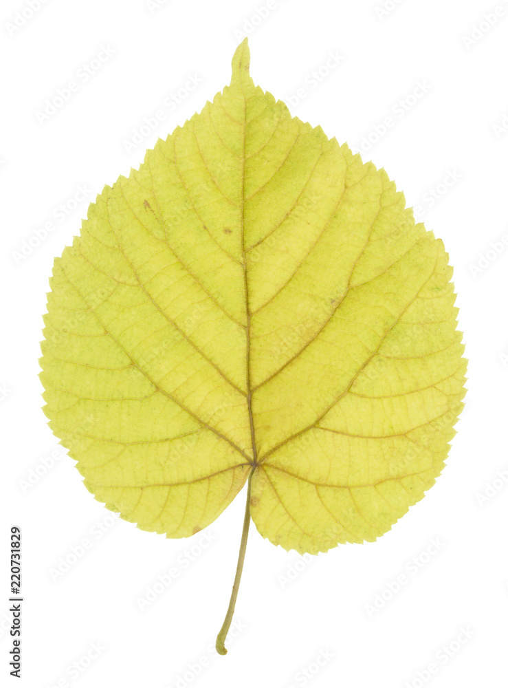Small-leaved lime Tilia, chordata leaf in autumn isolated on white background Small-leaved lime Tilia, chordata leaf in autumn isolated on white background