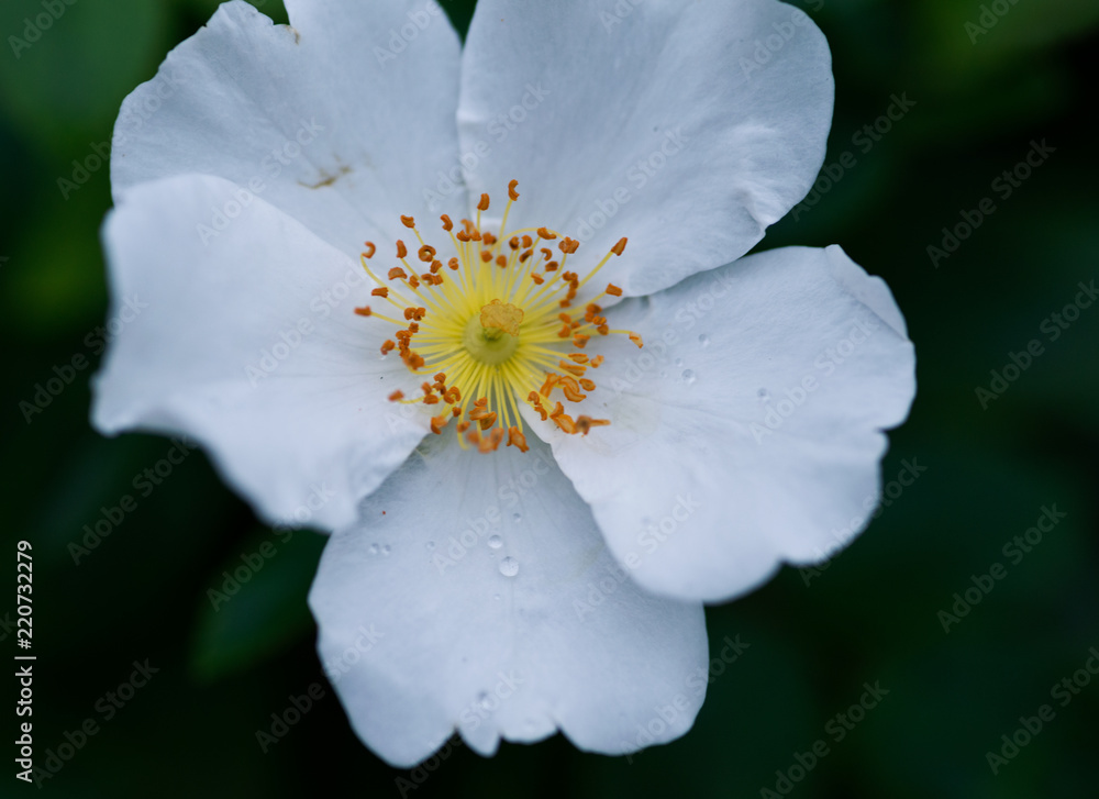 Macro of multiflora, baby, Japanese, many-flowered, seven-sisters, baby, Japanese, many-flowered, Eijitsu rose in botanic garden Macro of multiflora, baby, Japanese, many-flowered, seven-sisters, baby, Japanese, many-flowered, Eijitsu rose in botanic garden