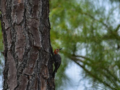 The Wood Pecker 