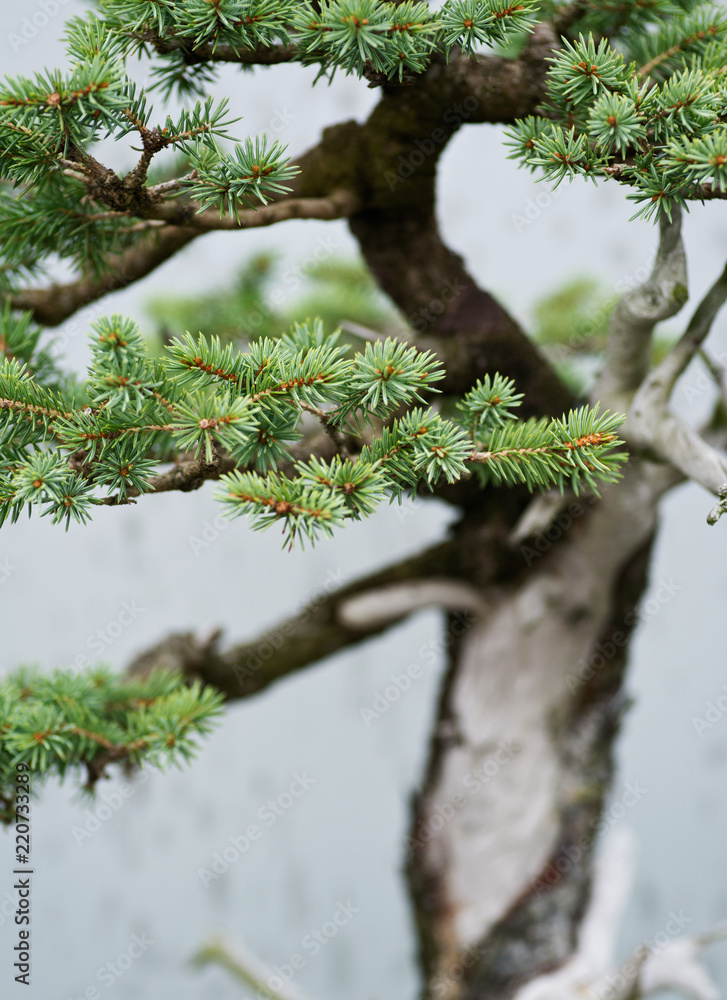 Traditional bonsai tree, Japanese art form using trees grown in containers on rainy day in botanic garden. Traditional bonsai tree, Japanese art form using trees grown in containers on rainy day in botanic garden.