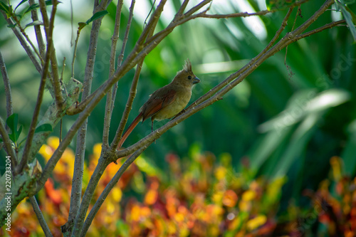 Cardinal 