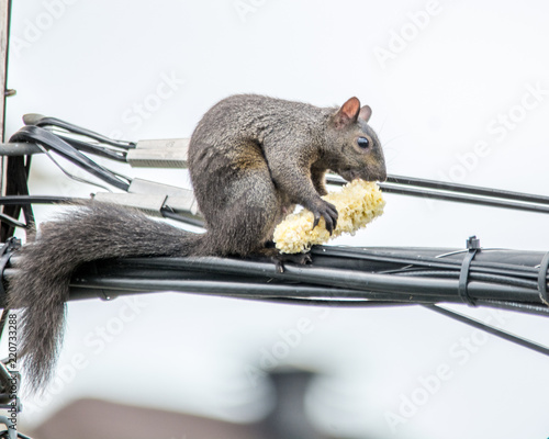 Corn on the Cob  for an Agile Squirrel photo