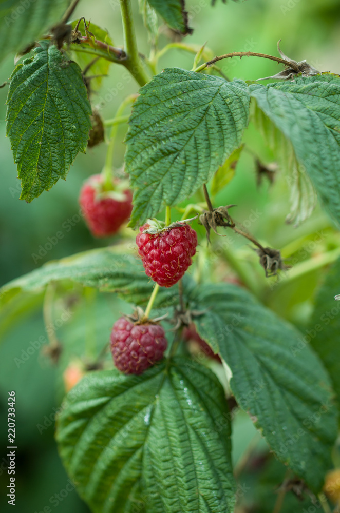 branch of ripe raspberries in a garden on green background
branch of ripe raspberries in a garden on green background