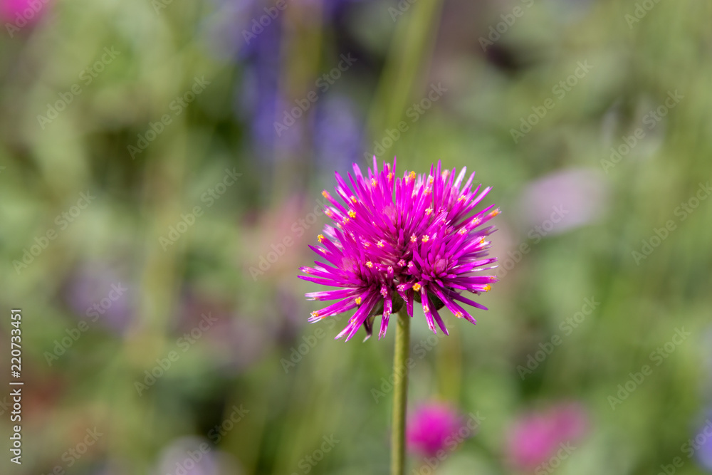 Purple flower blooming closeup with blurred background. Purple flower blooming closeup with blurred background.
