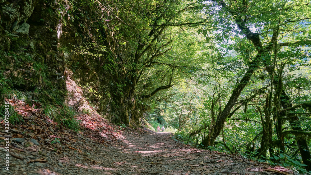 Tourist trail in yew-boxwood grove in Sochi Tourist trail in yew-boxwood grove in Sochi