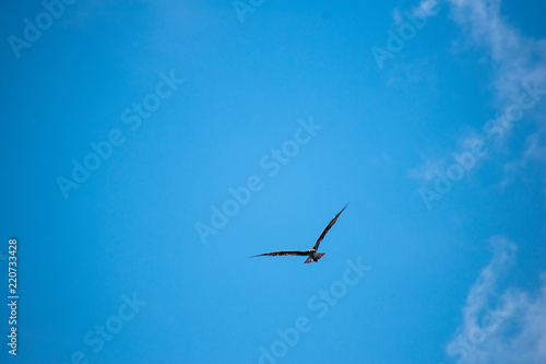 Blue Sky
