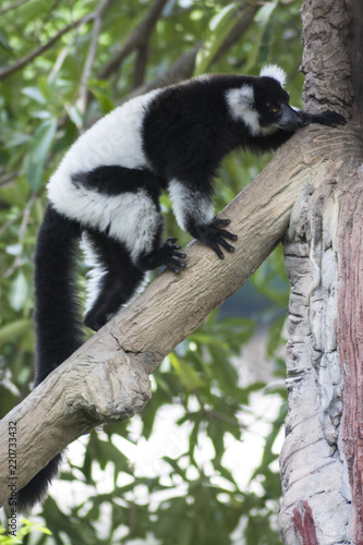 Black and white Ruffed Lemur / Lemur climbing tree