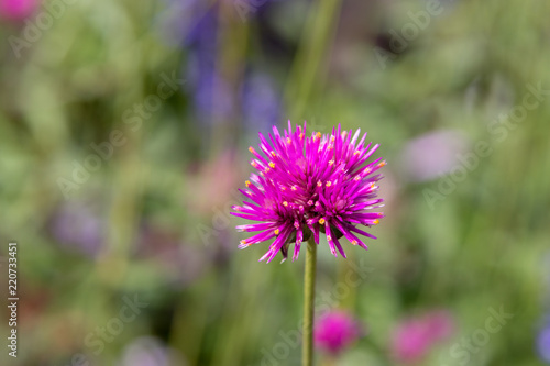 Purple flower blooming closeup with blurred background.