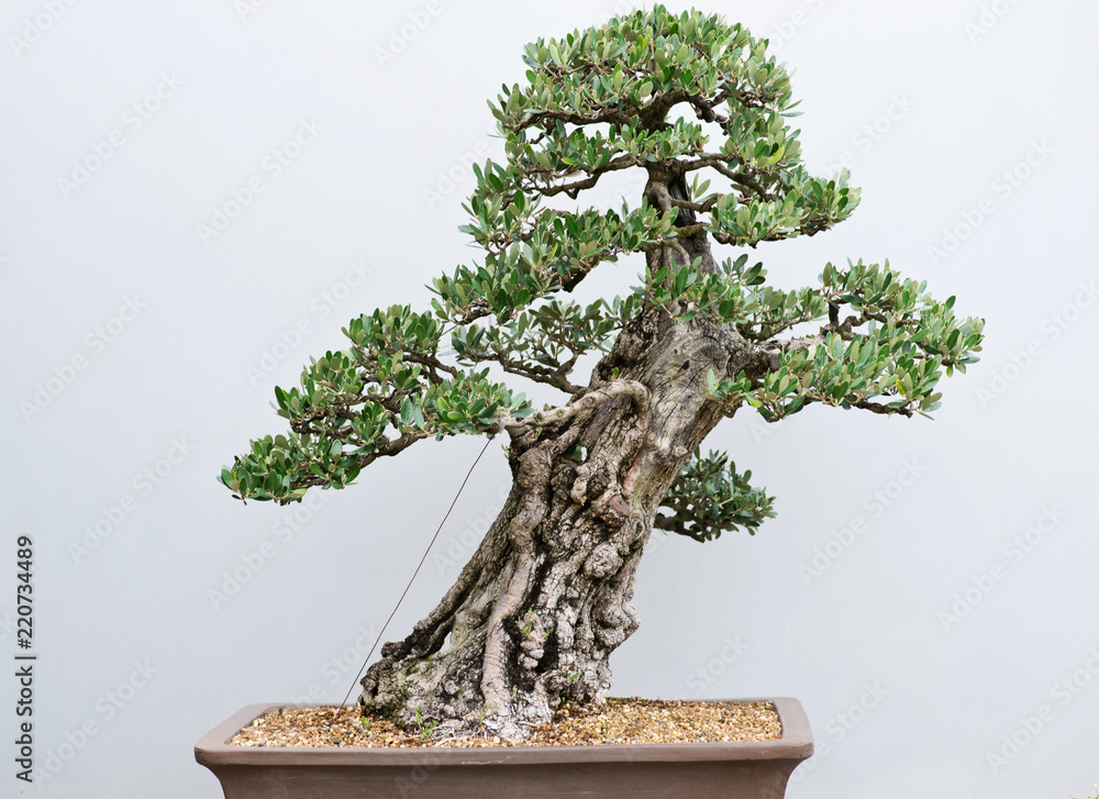 Traditional bonsai tree, Japanese art form using trees grown in