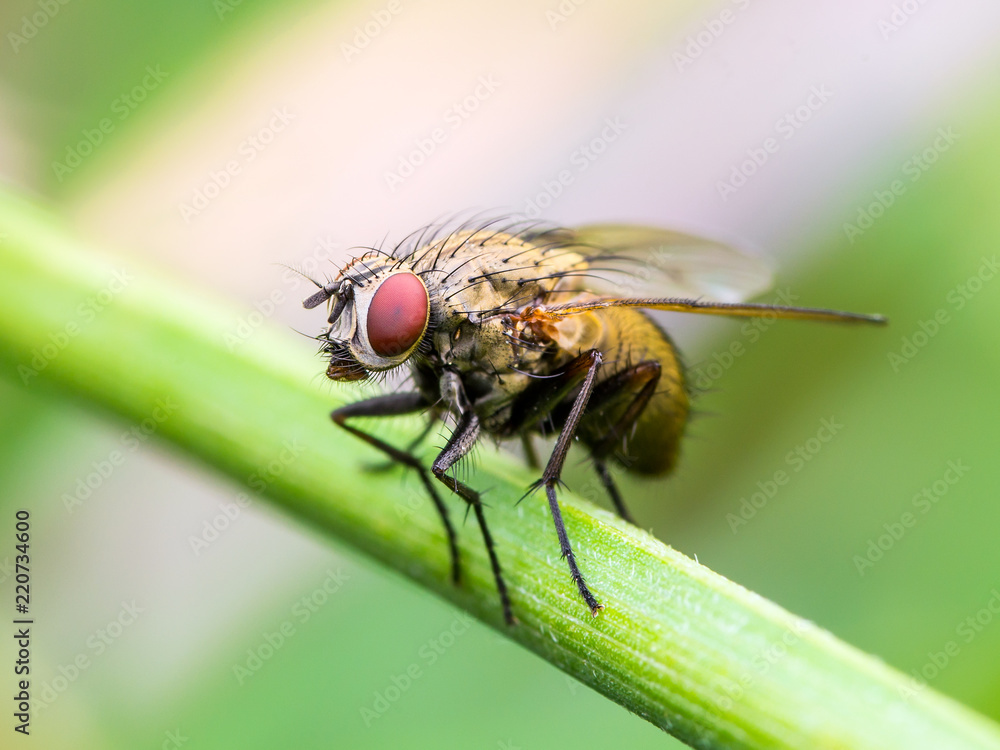 Exotic Drosophila Fruit Fly Diptera Insect on Plant Exotic Drosophila Fruit Fly Diptera Insect on Plant