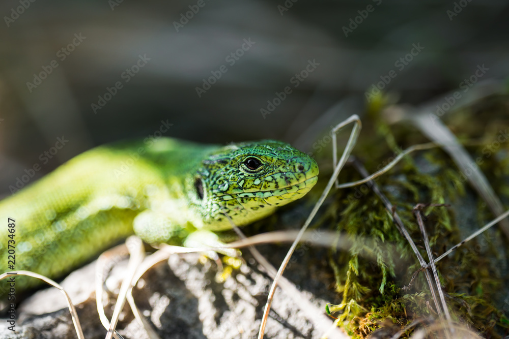 Male Lacerta Agilis Sand Lizard Reptile Animal Macro Portrait Close-up Male Lacerta Agilis Sand Lizard Reptile Animal Macro Portrait Close-up