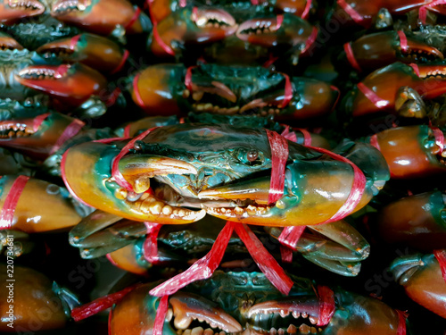 Fresh black sea crab alive selling in food shop/fresh market © Sujin