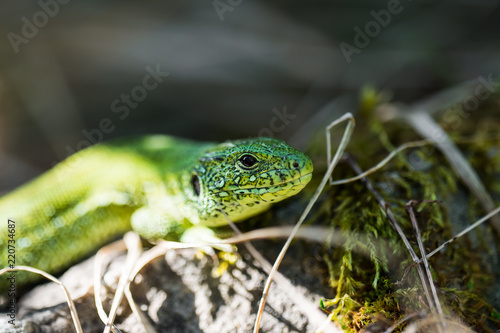 Male Lacerta Agilis Sand Lizard Reptile Animal Macro Portrait Close-up