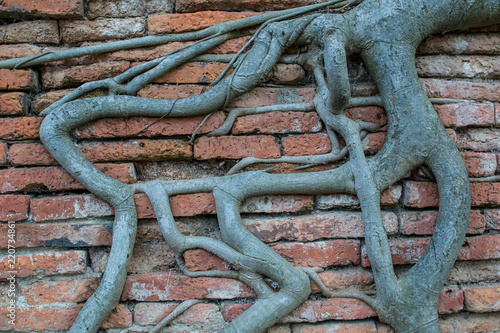 Tree roots on a brick wall.
