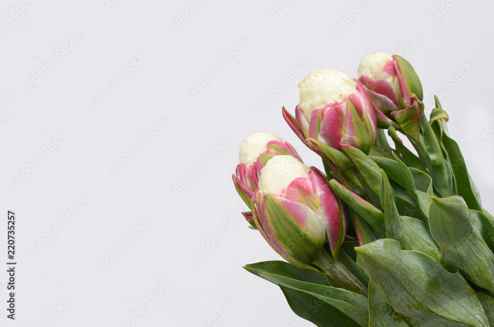 Pink ice tulip flower for background Pink ice tulip flower for background
