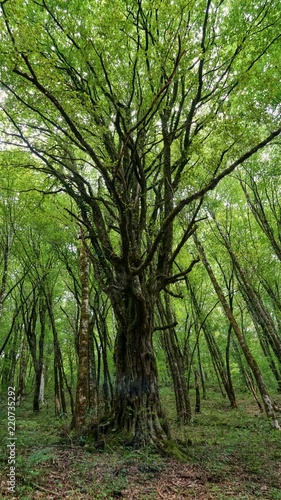 Nice big tree tree, yew-boxwood grove in Sochi
