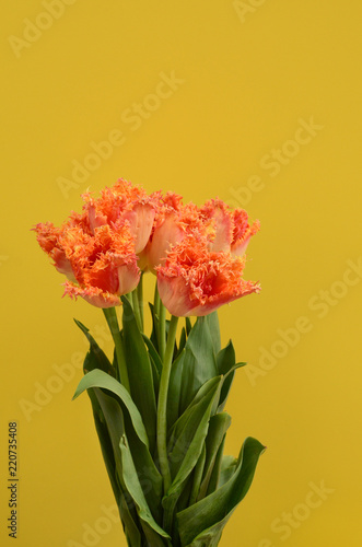 Fototapeta Naklejka Na Ścianę i Meble -  Orange tulip flower for backgrouund