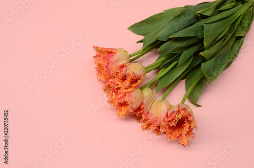 Orange tulip flower for backgrouund photo