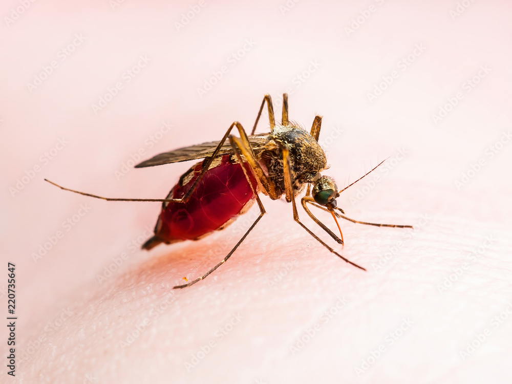 Yellow Fever, Malaria or Zika Virus Infected Mosquito Insect Macro Yellow Fever, Malaria or Zika Virus Infected Mosquito Insect Macro